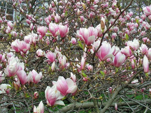 Egzotyczne rośliny, które można uprawiać w domu lub ogrodzie/ magnolia (Magnolia sp.)